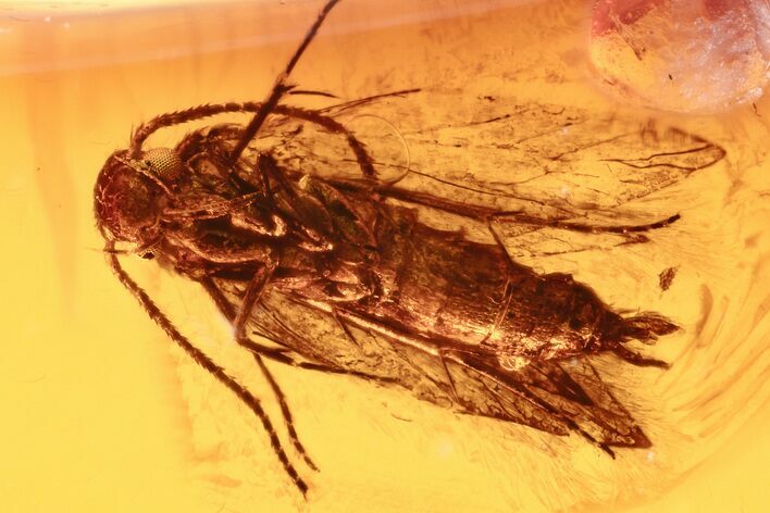 Fossil Moth (Lepidoptera) in Baltic Amber #275507